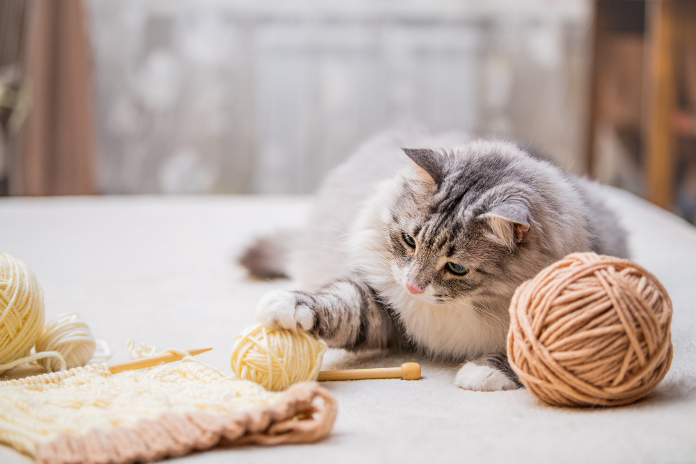 seo-content-marketing-optimization-part2-cat-playing-with-ball-of-yarn